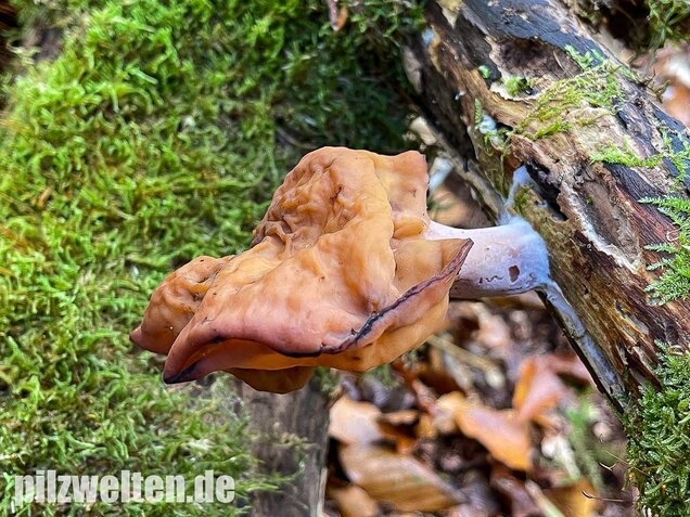 Bischofsmütze, Gyromitra infula