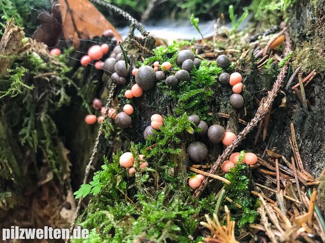 Blutmilchpilz, Lycogala epidendrum