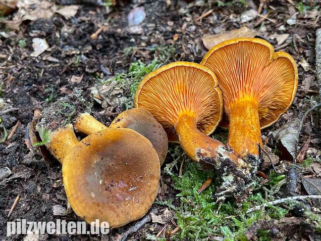 Brauner Afterleistling, Hygrophoropsis rufa