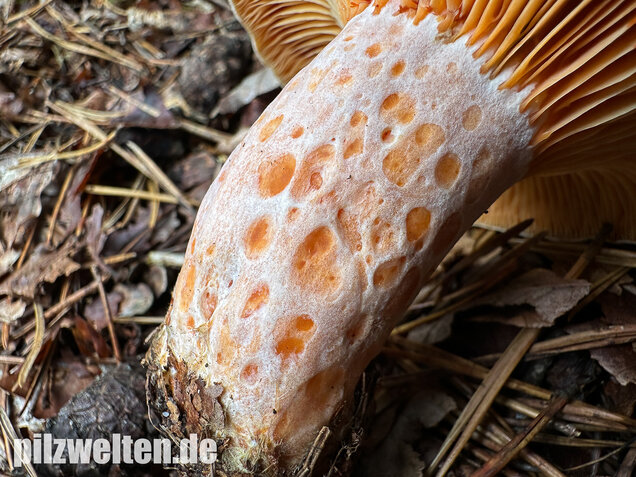 Edelreizker, Kiefernreizker, Blutreizker, Lactarius deliciosus