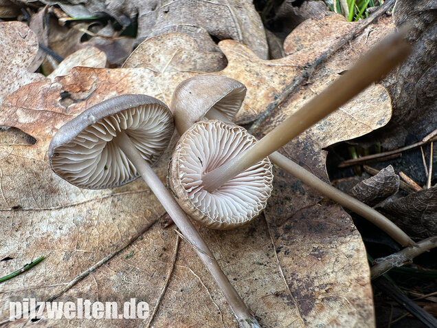 Fichtenzapfenhelmling, Zapfenhelmling, Mycena strobilicola