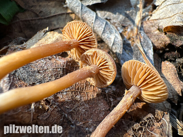 Flockiger Trompetenschnitzling, Tubaria conspersa