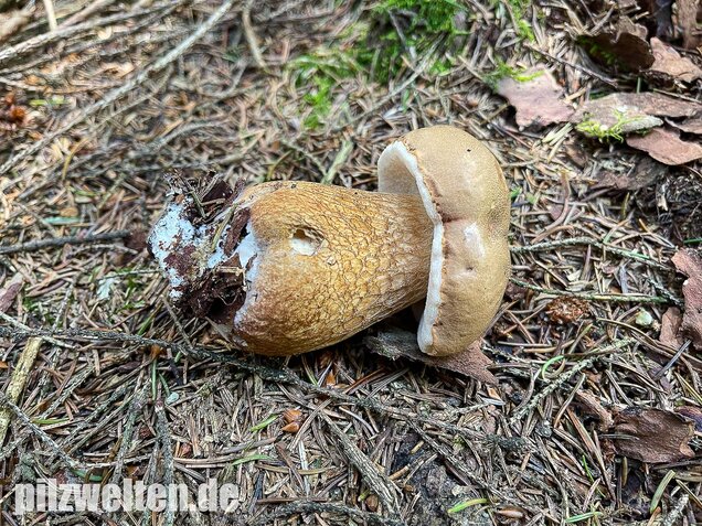 Gallenröhrling, Bitterling, Bitterpilz, Tylopilus felleus