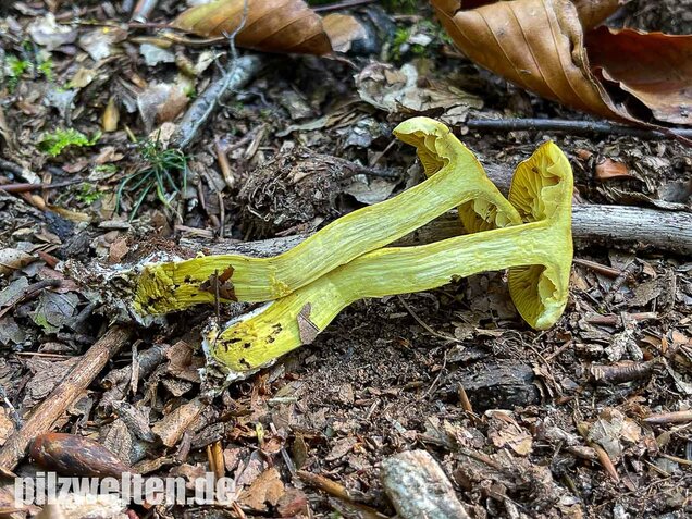 Gemeiner Schwefelritterling, Tricholoma sulphureum
