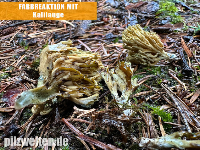 Grünfleckige Fichtenkoralle, Phaeoclavulina abietina