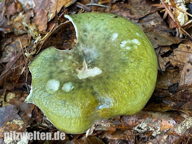 Grüner Frauentäubling, Russula peltereaui