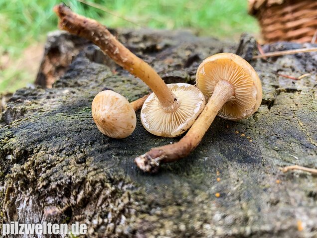 Gummischüppling, Pholiota gummosa