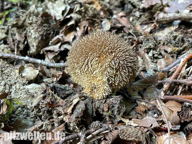 Igelstäubling, Lycoperdon echinatum