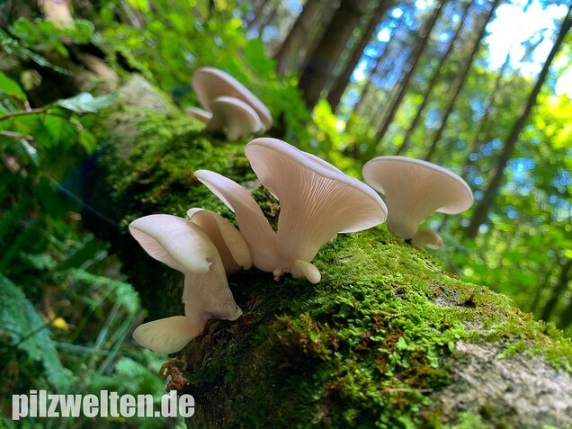 Lungenseitling, Pleurotus pulmonarius
