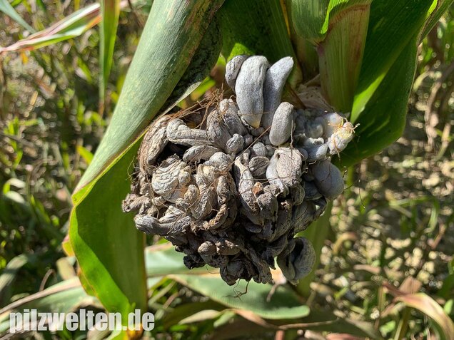 Maisbeulenbrand, Ustilago maydis
