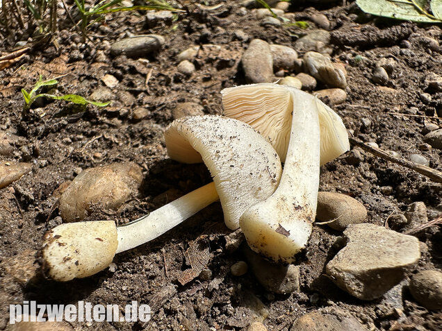 Mausgrauer Scheidling, Volvariella murinella