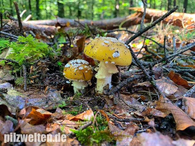 Narzissengelber Knollenblätterpilz, Amanita gemmata