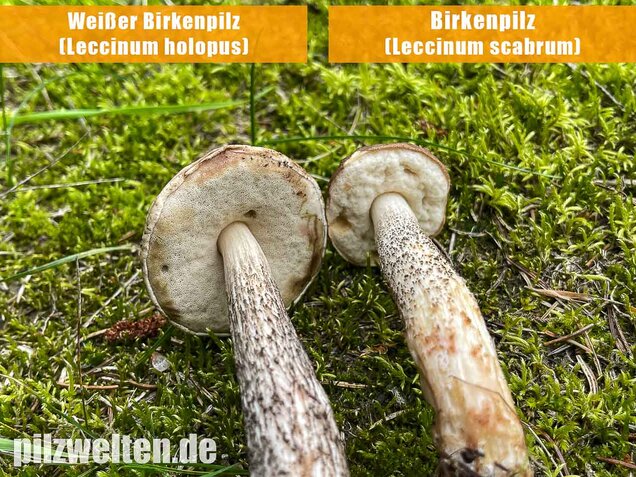 Weißer Birkenpilz, Leccinum holopus
