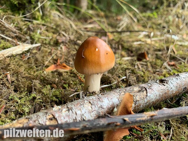 Rotbrauner Scheidenstreifling, Amanita fulva