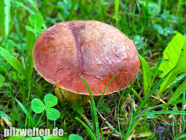 Rothütiger Hexenröhrling, Suillellus rubriceps