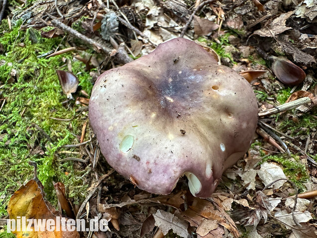 Weißstieliger Ledertäubling, Russula romellii