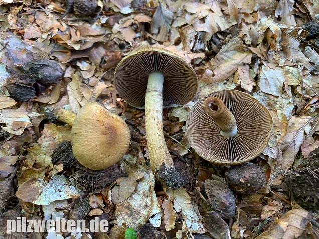 Tränender Saumpilz, Lacrymaria lacrymabunda