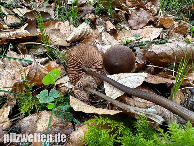 Traniger Rötling, Gebrechlicher Glöckling, Entoloma hirtipes