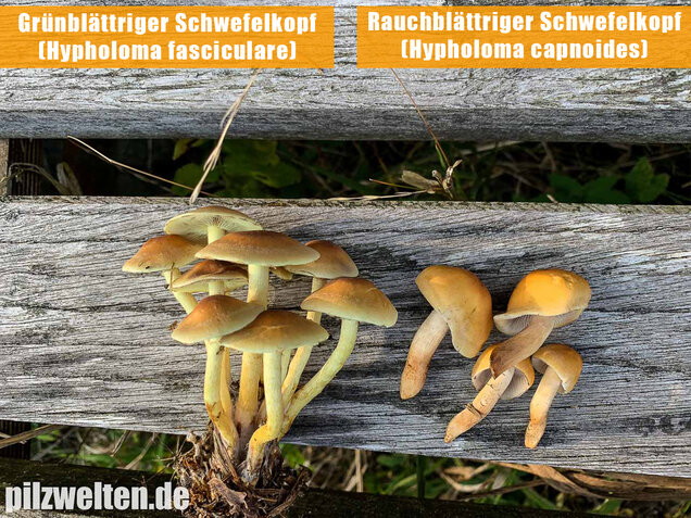 Rauchblättriger Schwefelkopf, Hypholoma capnoides