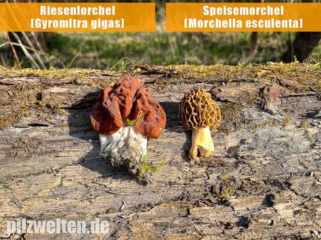 Speisemorchel, Morchella esculenta