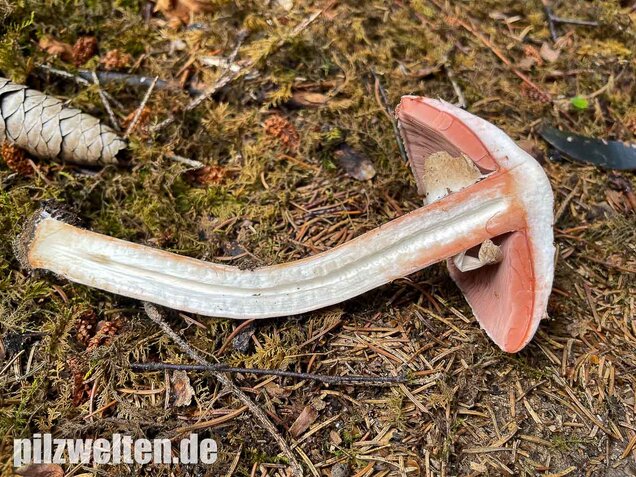 Kleiner Waldchampignon, Agaricus silvaticus
