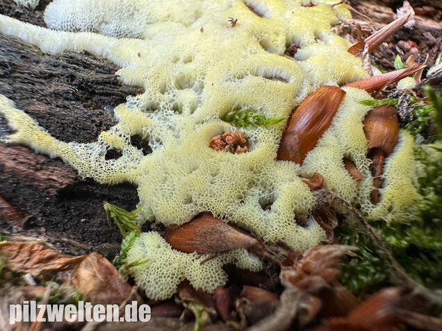 Weißgelbes Netzpolster, Ceratiomyxa porioides