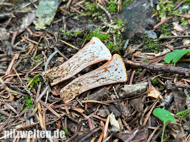 Abgestutzte Herkuleskeule, Clavariadelphus truncatus