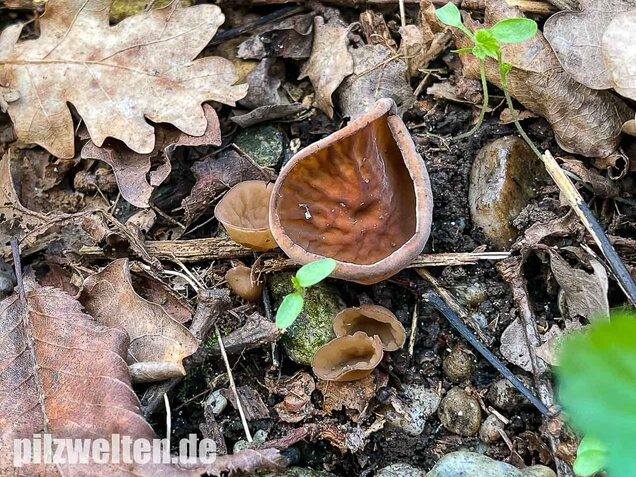 Anemonenbecherling, Sklerotienbecherling, Dumontinia tuberosa