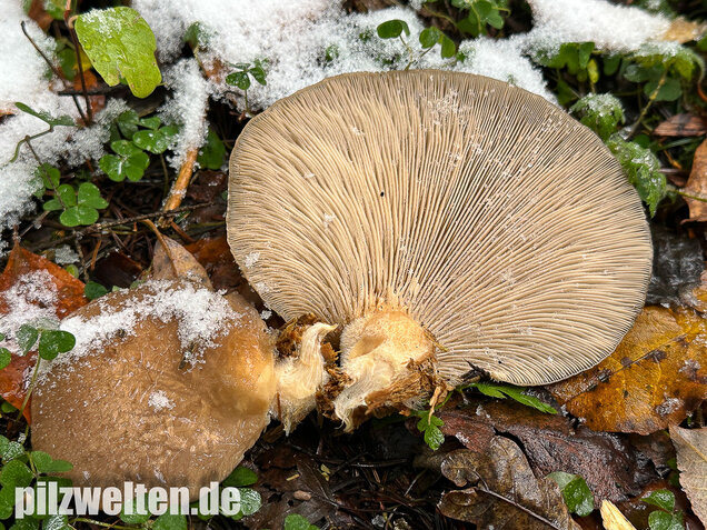 Austernseitling, Austernpilz, Kalbfleischpilz, Pleurotus ostreatus