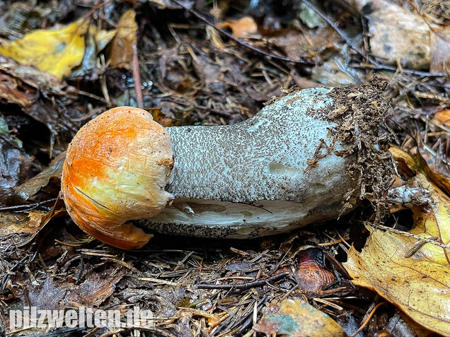 Birkenrotkappe, Leccinum versipelle