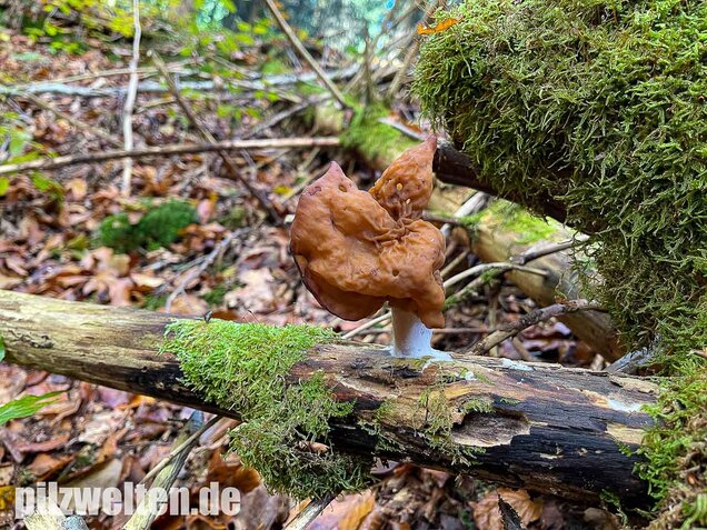 Bischofsmütze, Gyromitra infula