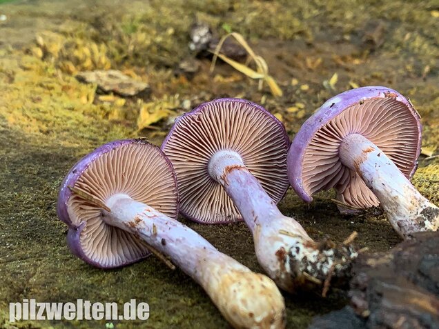 Blauer Schleimfuß, Cortinarius salor