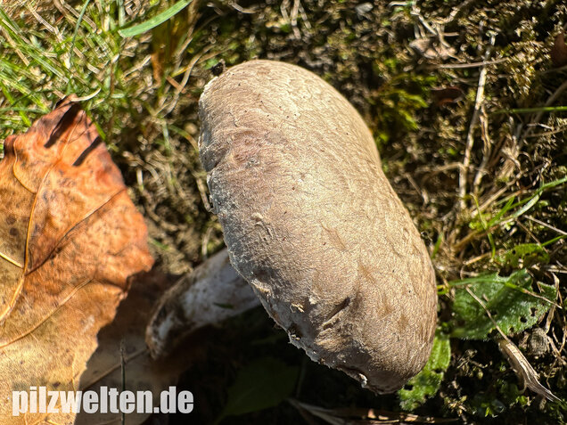 Braunschuppiger Wiesenchampignon, Agaricus moellerianus