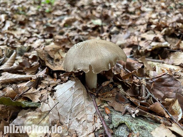 Breitblättriger Holzrübling, Megacollybia platyphylla