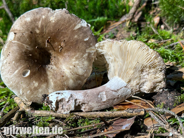 Dichtblättriger Schwärztäubling, Russula densifolia