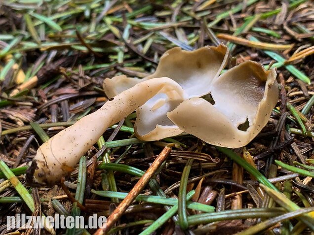 Elastische Lorchel, Helvella elastica