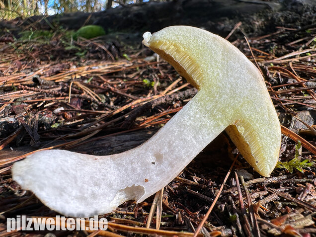 Elfenbeinröhrling, Weymouthsröhrling, Suillus placidus