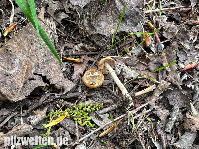 Frühlings-Glockenschüppling, Conocybe aporos