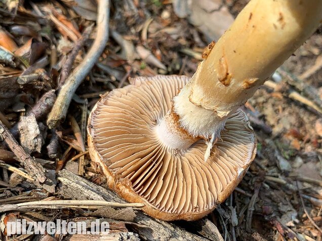 Fuchsigbrauner Schleimkopf, Cortinarius vulpinus