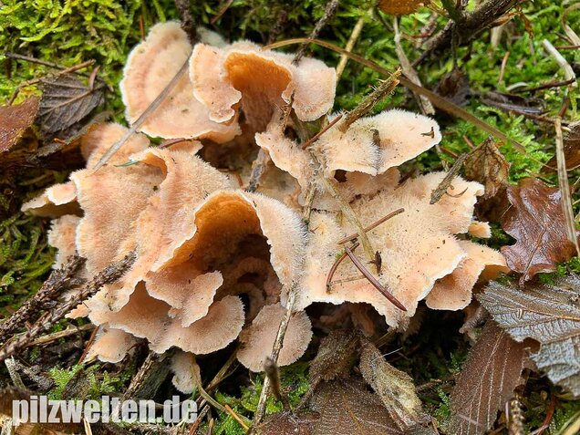 Gallertfleischiger Fältling, Phlebia tremellosa