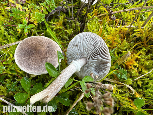Beringter Erdritterling, Tricholoma cingulatum