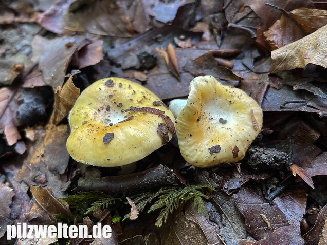 Glänzendgelber Dottertäubling, Russula acetolens