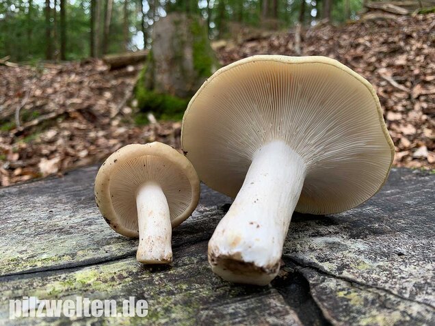Grasgrüner Täubling, Russula aeruginea