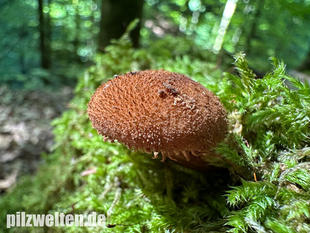 Igelschüppchenschnitzling, Phaeomarasmius erinaceus
