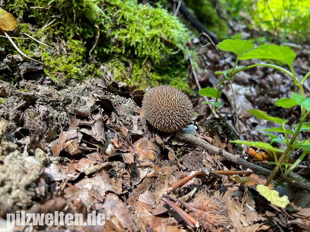 Igelstäubling, Lycoperdon echinatum