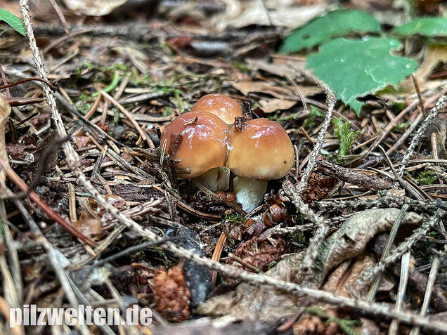 Körnchenröhrling, Suillus granulatus