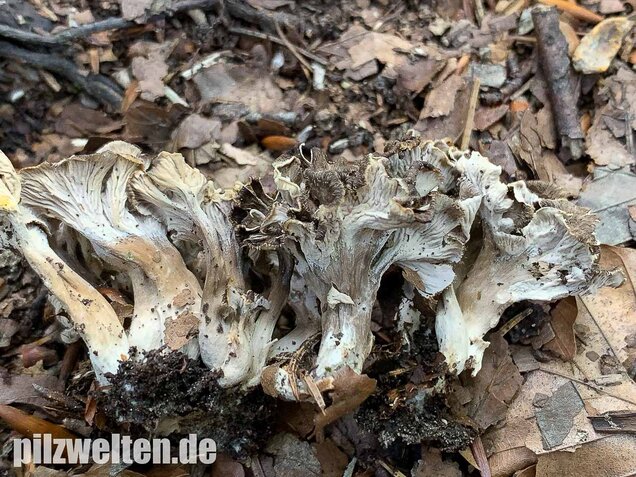 Krause Kraterelle, Craterellus undulatus