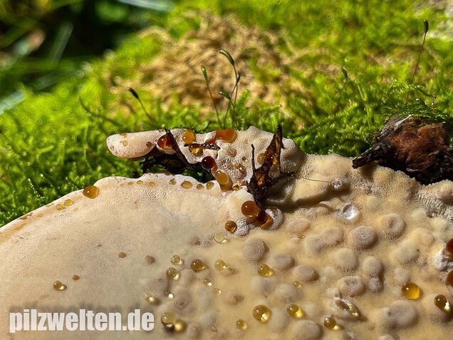 Laubholzharzporling, Ischnoderma resinosum