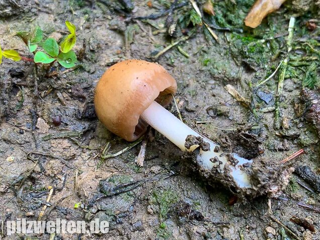 Nelkenschwindling, Marasmius oreades