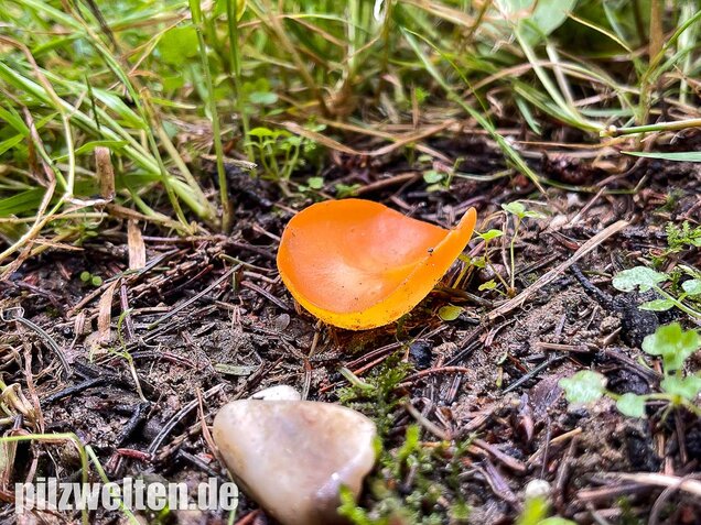 Orangebecherling, Aleuria aurantia